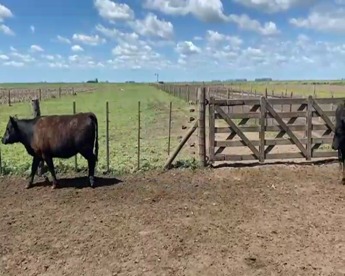 Lote 53 Vaquillonas C/ gtia de preñez en Ayacucho, Buenos Aires