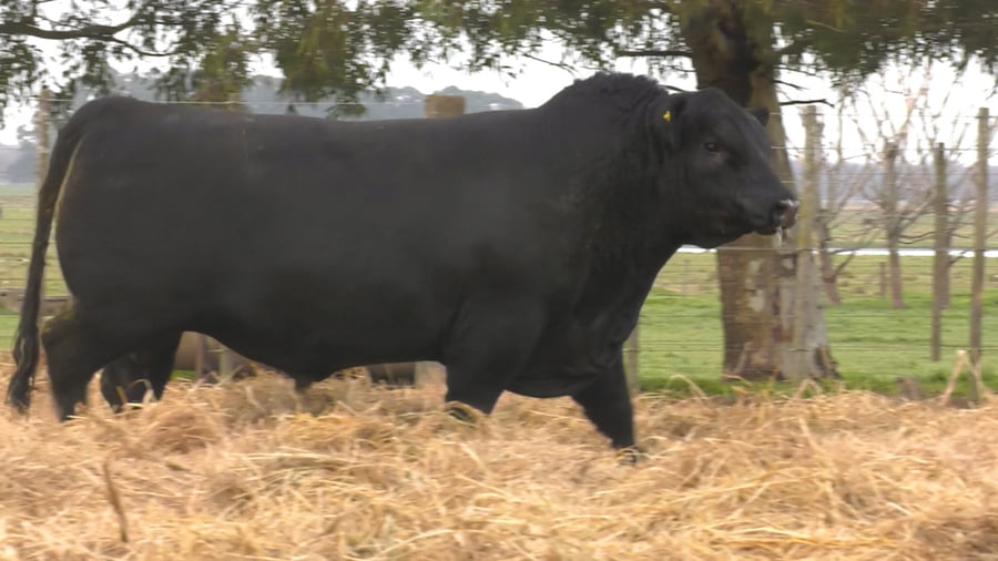 Lote TOROS PUROS POR CRUZA