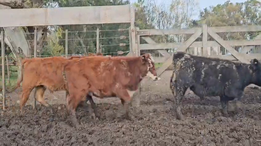 Lote 65 Terneros