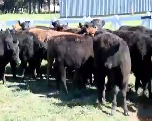 Lote 31 Terneras en Brandsen, Buenos Aires