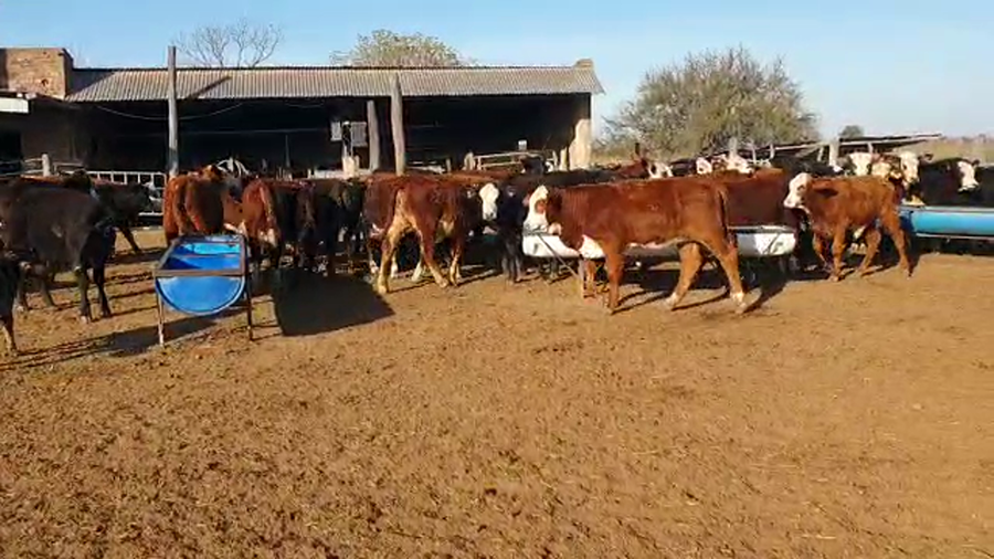 Lote 55 Terneros/as Braford y cruzas Británicas en Nelson, Santa Fe
