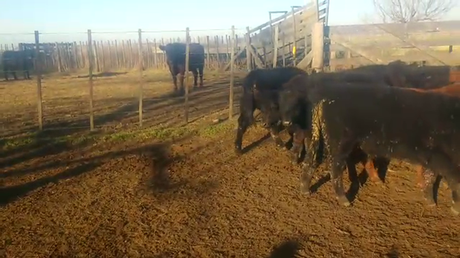 Lote 65 Terneros en Laprida, Buenos Aires