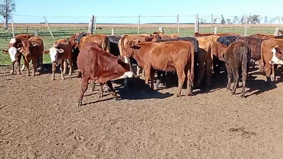 Lote 93 Terneros/as en Corrientes, Santo Tomé