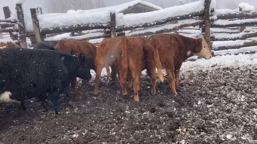 Lote 30 Novillo Engorda en Coyhaique, XI Región Aysén