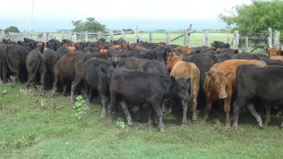 Lote SAENZ VALIENTE, BULLRICH Y Cia. S.A.