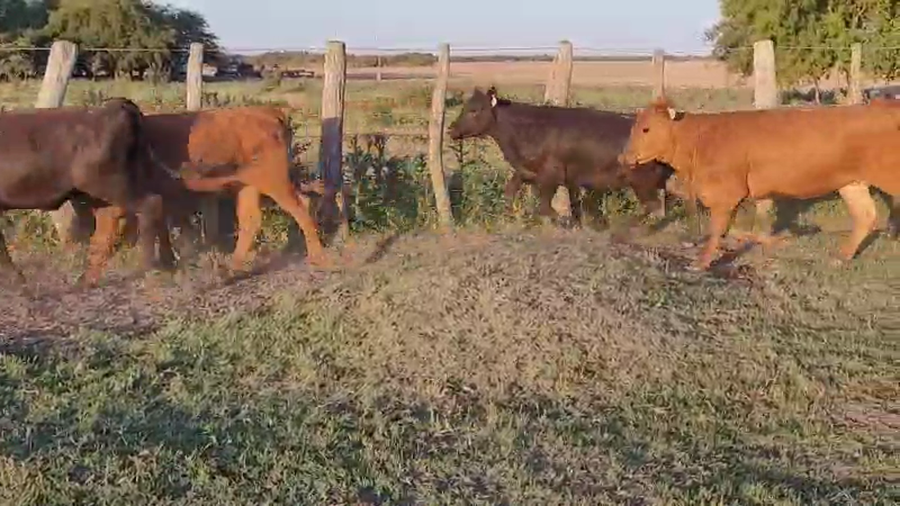 Lote 97 Terneras en Entre Ríos, Villaguay