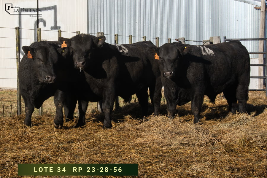 Lote TOROS PUROS CONTROLADOS