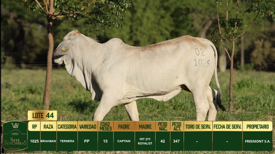 Lote LOTE 44