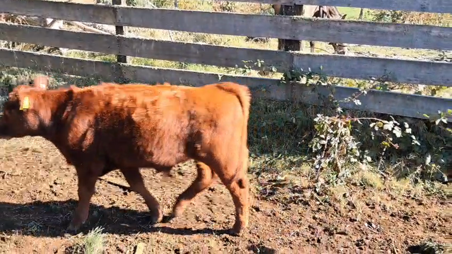 Lote 50 Ternero en Panguipulli, XIV Región Los Ríos