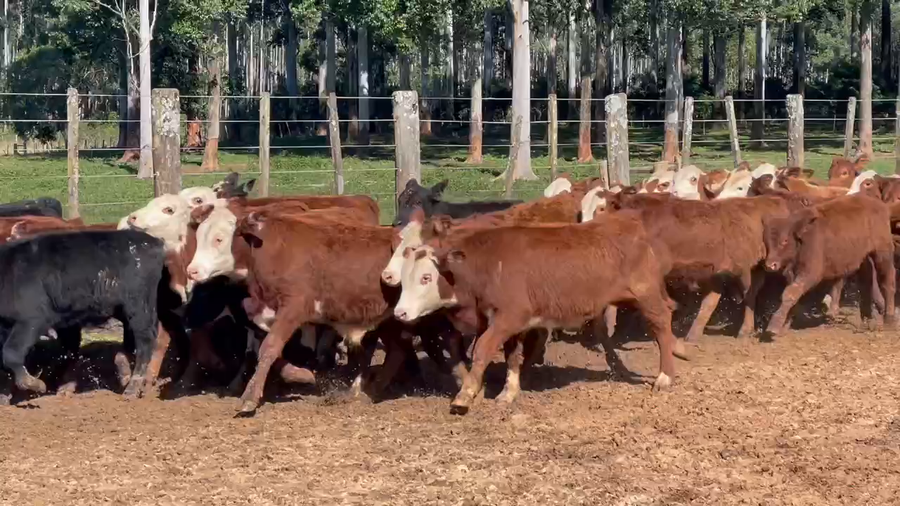 Lote 130 Terneros/as en Virasoro, Corrientes
