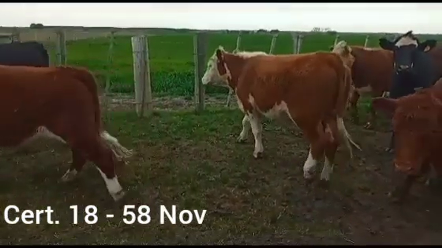 Lote NOVILLOS DE 1 A 2