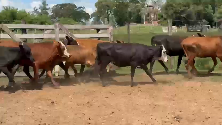 Lote 100 Terneras en Corrientes, Virasoro