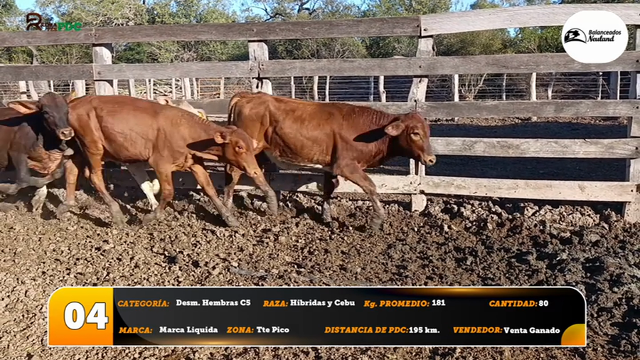 Lote Desm. Hembras C5