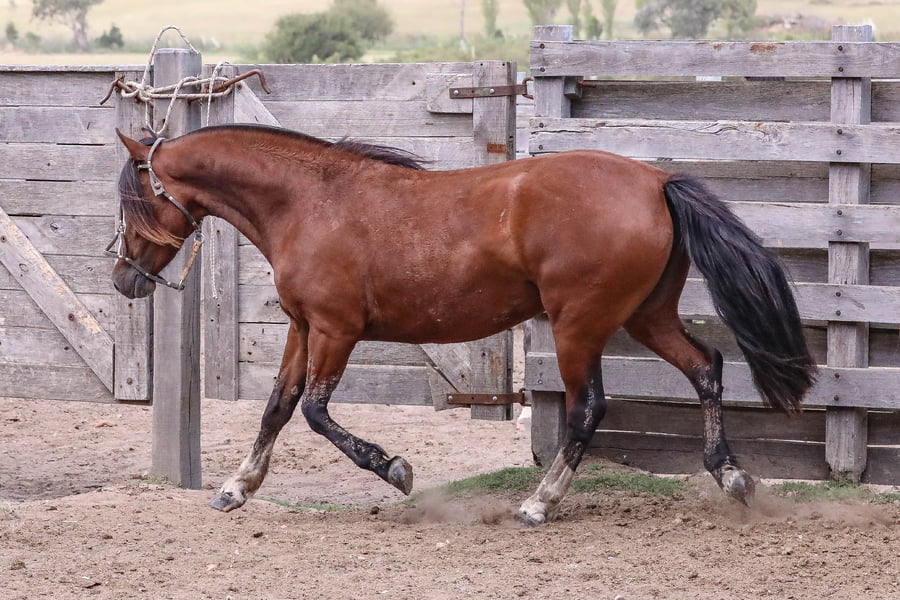 Lote FEDERAL LA ESPUELA