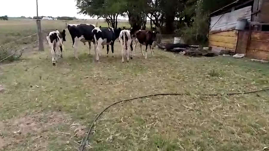 Lote 4 Terneros Macho 1 Hembra