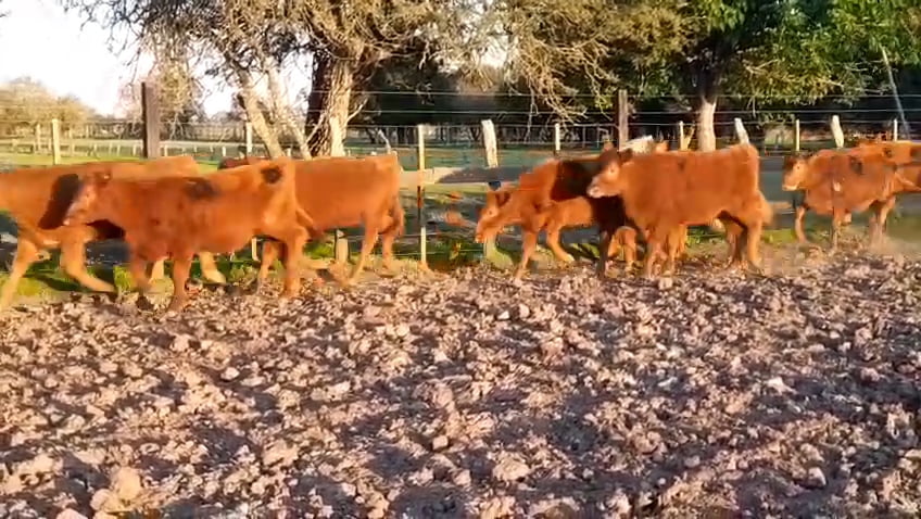 Lote 70 Terneras