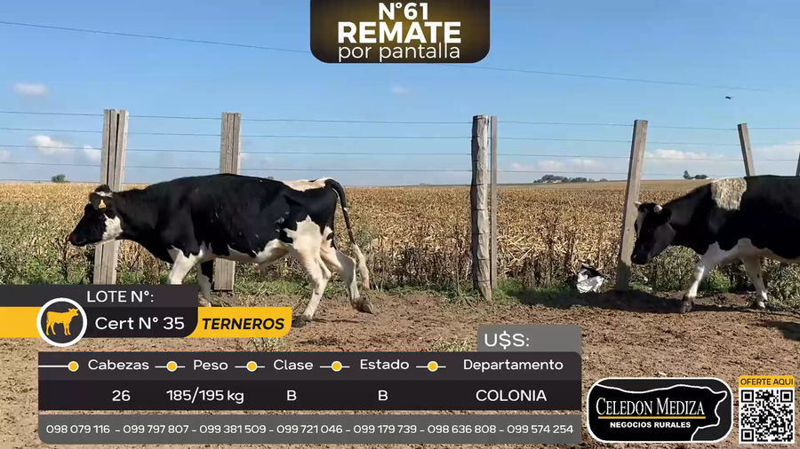 Lote 26 Terneros en La Horqueta, Colonia