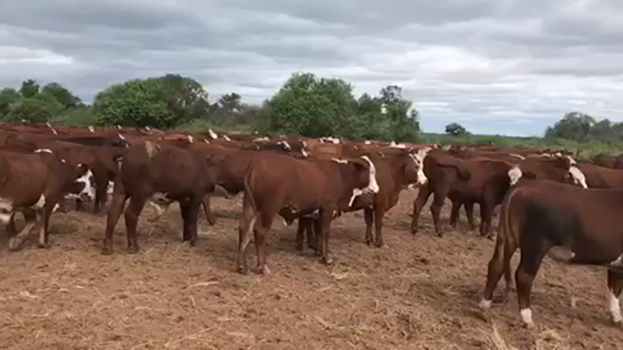 Lote 219 Novillitos en Las Lomitas, Formosa