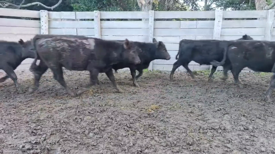 Lote 120 Terneros