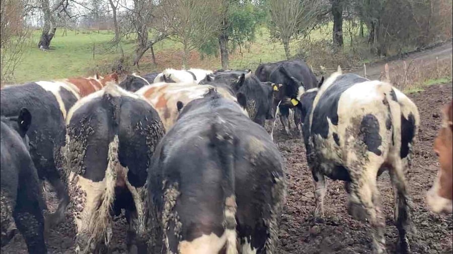 Lote 45 Novillo Gordo en Río Bueno, XIV Región Los Ríos