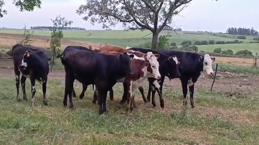 Lote (Vendido)8 Terneros y Terneras CRUZAS a remate en #50 Pantalla Carmelo 230kg -  en COSTAS DEL POLONIA