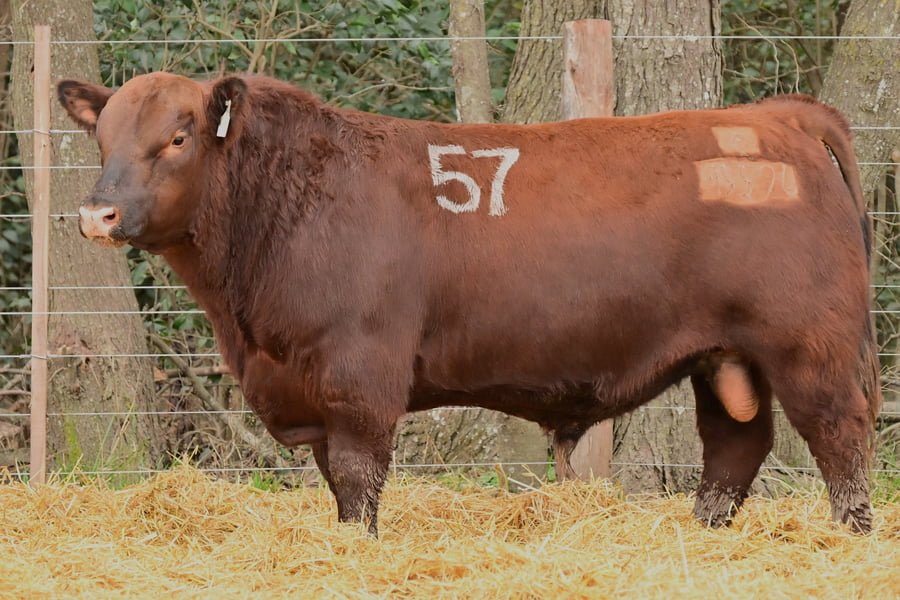 Lote TOROS ANGUS PC