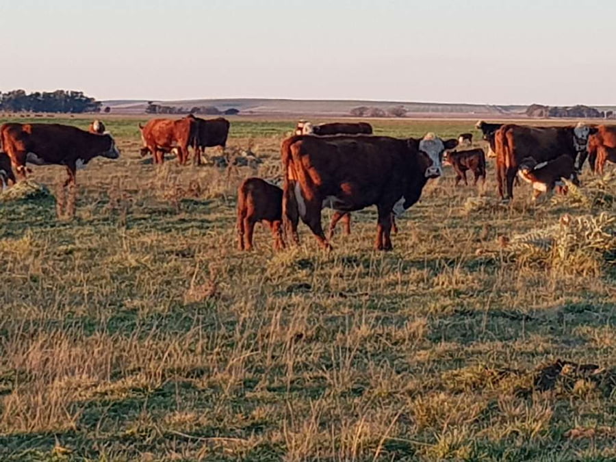 Lote 25 Vacas nuevas en Benito Juárez, Buenos Aires