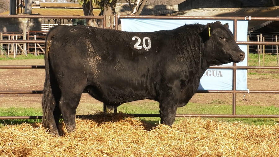 Lote TOROS ANGUS NEGROS PC