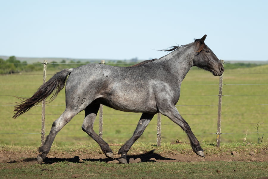 Lote SM Relincho Abogado