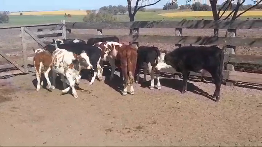Lote 11 Terneros y Terneras ANGUS/ HEREFORD/ NORMANDO a remate en #44 Pantalla Carmelo 135kg -  en COSTAS DE VACA