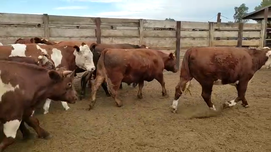 Lote 20 Novillo Gordo en Los Ángeles, VIII Región Biobío