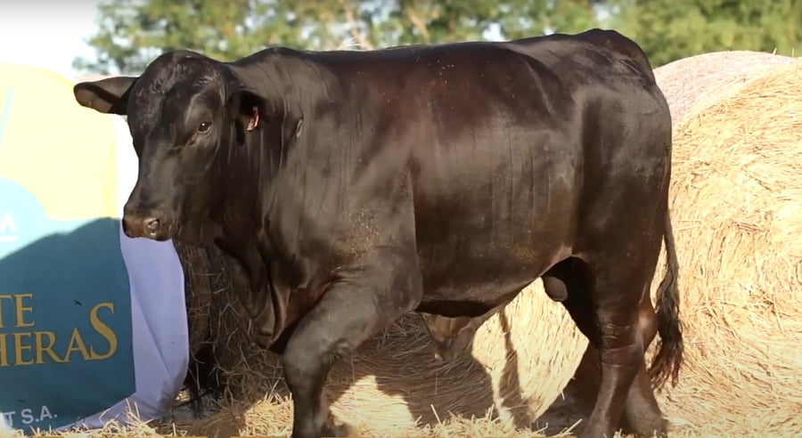 Lote TOROS DE 2 AÑOS