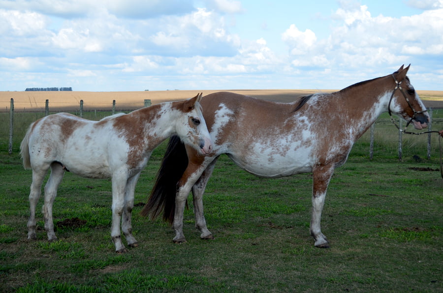 Lote ZAMORA 2