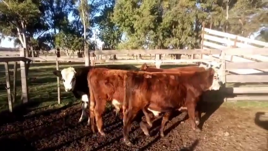 Lote TERNEROS