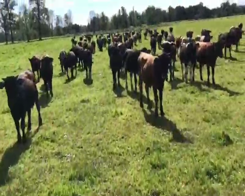 Lote 150 Ternero en Villarrica, IX Región Araucanía