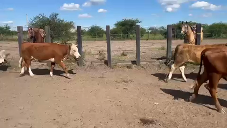 Lote 55 Vaquillonas en Mercedes, Corrientes