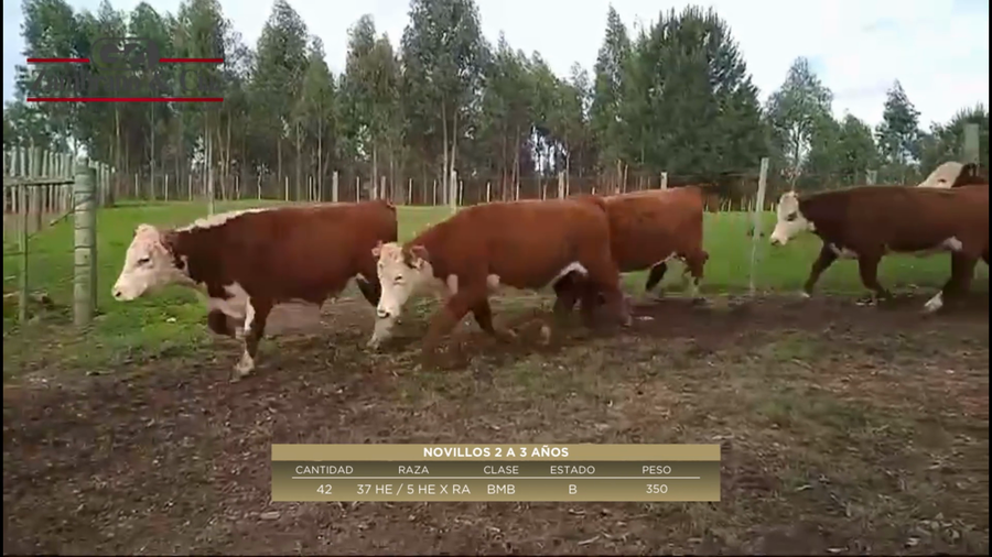Lote 42 Novillos 2 a 3 años a remate en 6º Expo Nacional Hereford 350kg -  en Sierras Blancas