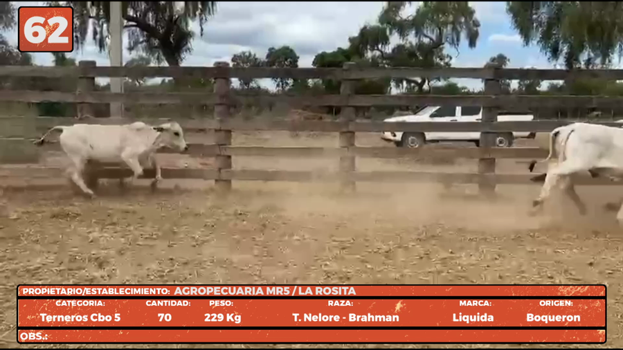 Lote LOTE 62