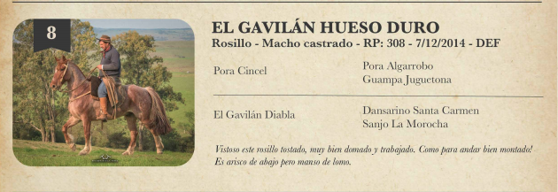 Lote Criollos da Fronteira El Gavilán Hueso Duro  RP: 308