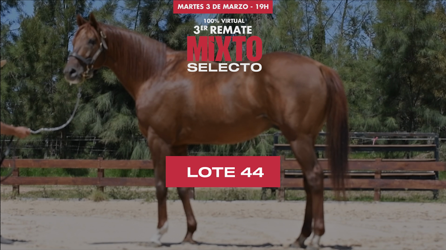 Lote GUNNEVERA (USA)