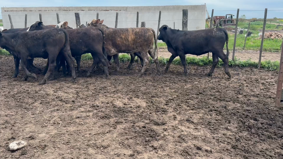 Lote 60 Terneras en Entre Ríos, Villa Paranacito