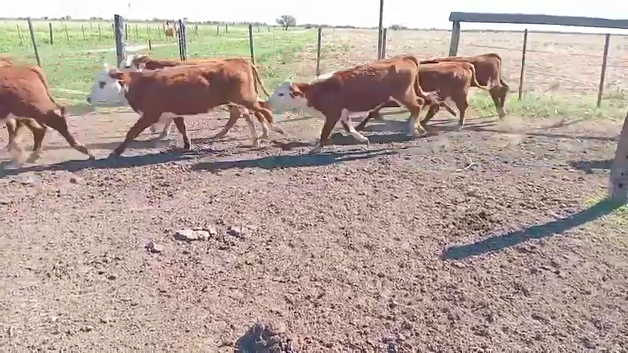 Lote 26 Terneras Braford en La Francia, Córdoba