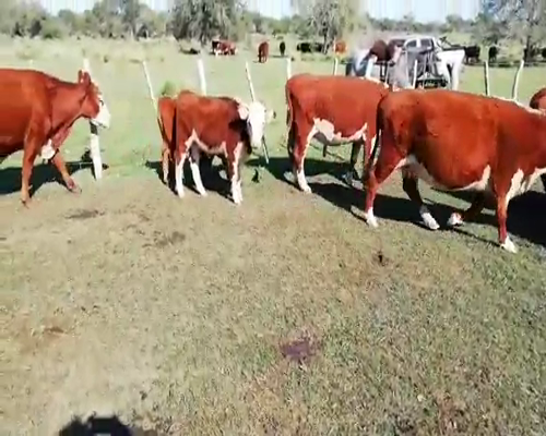Lote 17 Vacas en Villaguay, Entre Ríos