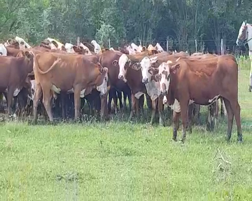 Lote 80 Vaquillonas en San Justo, Santa Fe