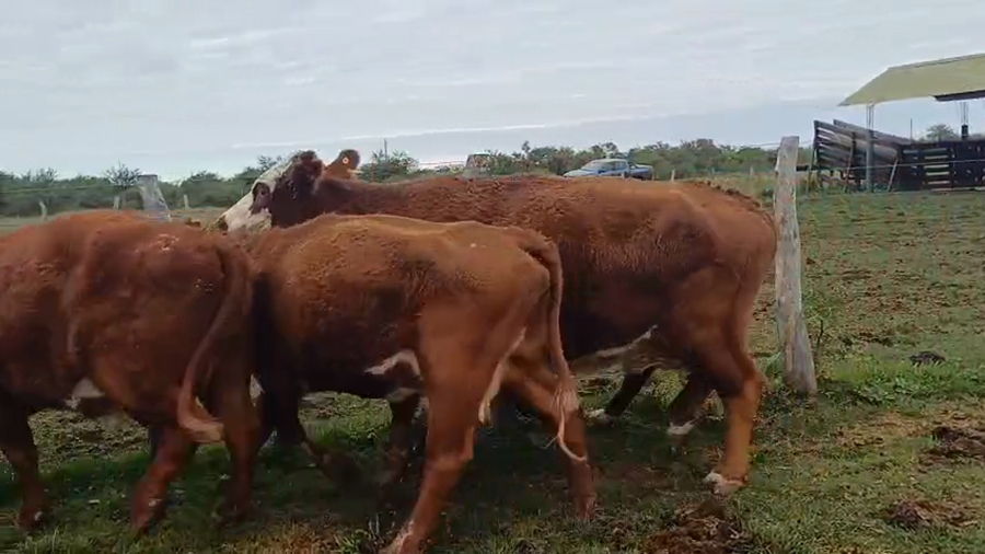 Lote 35 Vacas de invernar