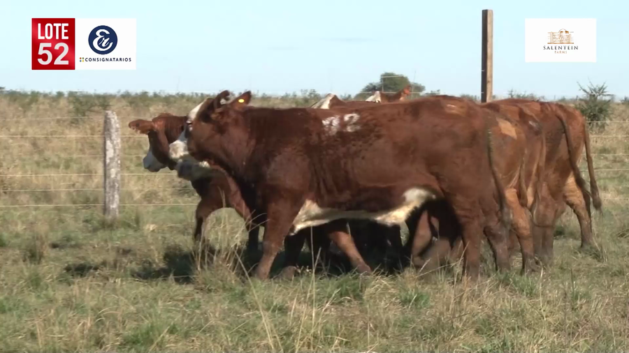 Lote Vaquillas Braford Planteleras Señal ´19-Preñadas IATF (17-12-2021) y Servicio Colectivo (27/12/21 al 05/02/22)