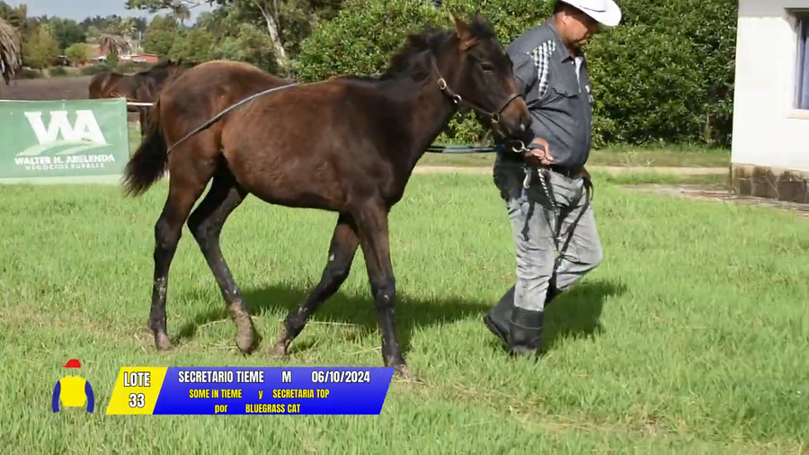 Lote SECRETARIO TIEME