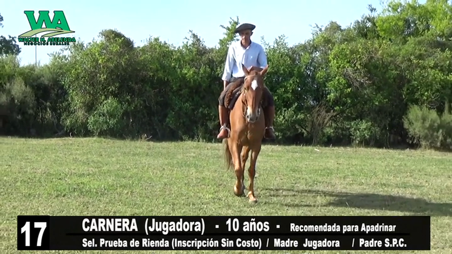 Lote CARNERA