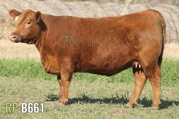 Lote 4 VAQUILLONAS PREÑADAS PURAS DE PEDIGREE