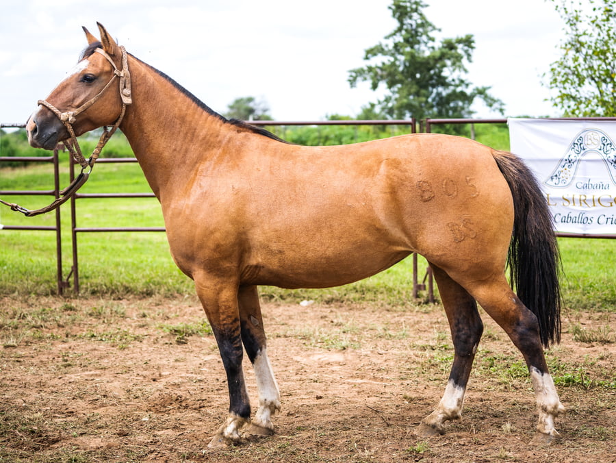 Lote SIRIGOTE DESTREZA GAUCHA
